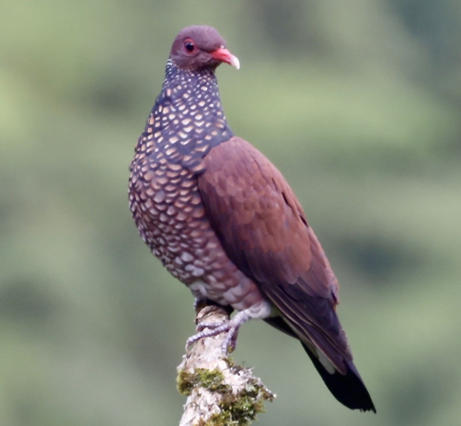 Scaled Pigeon - ML646515140