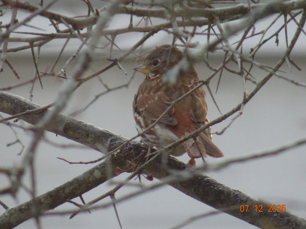 strnadec kaštanový (ssp. iliaca/zaboria) - ML646515142