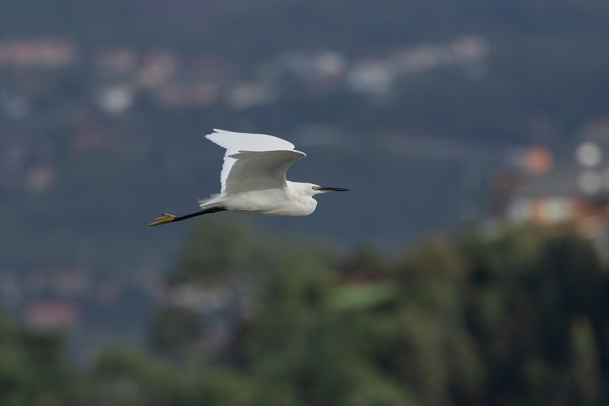 Little Egret - ML646515143