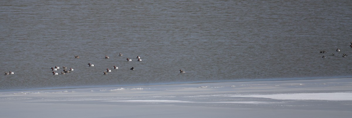 Canvasback - ML646515146