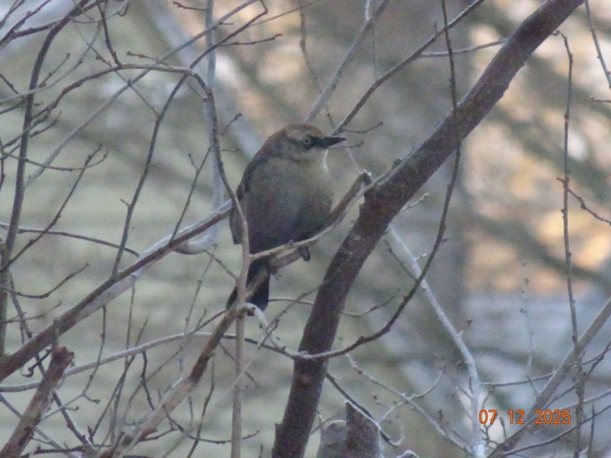 Pas Rengi Karatavuk - ML646515153