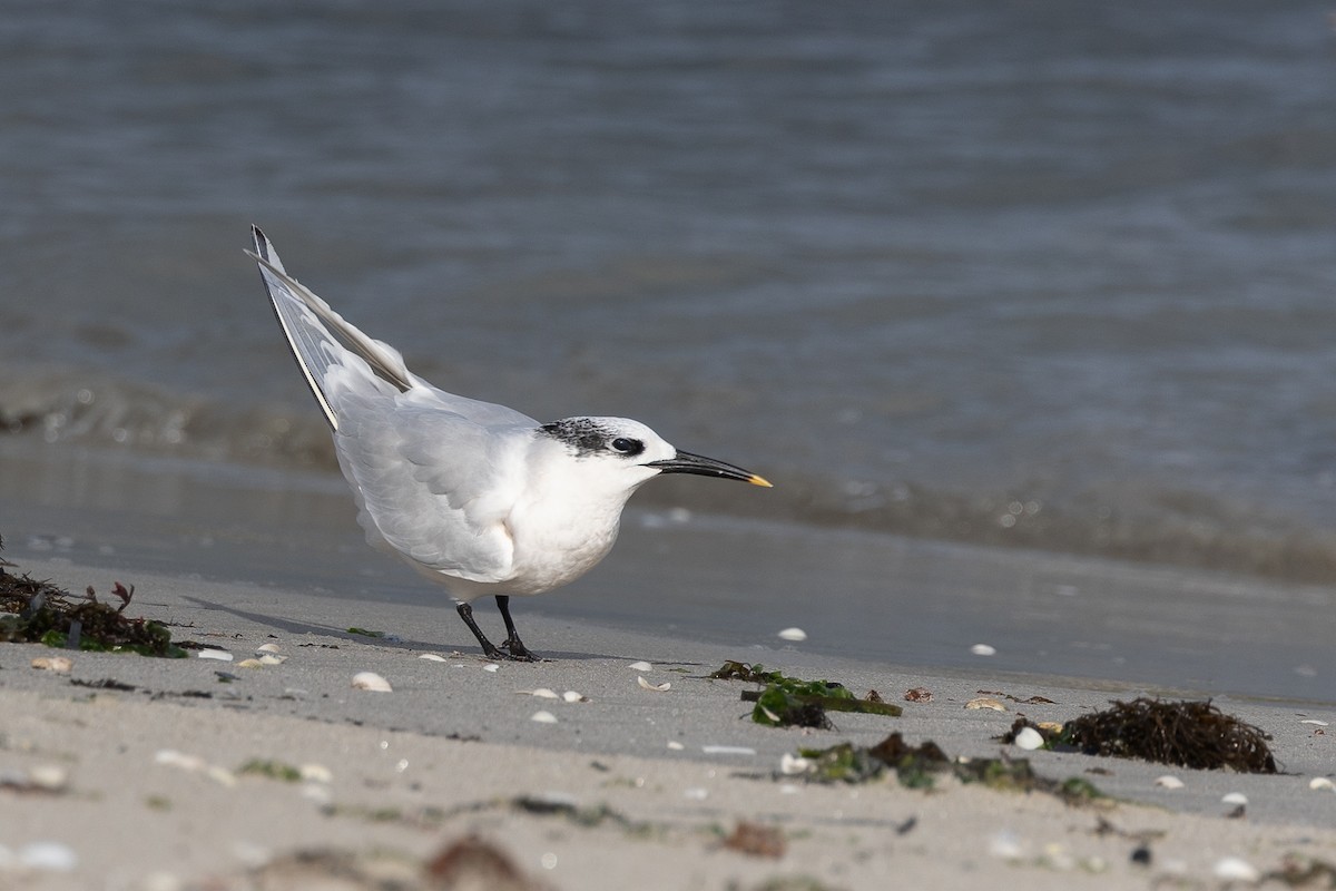 Sandwich Tern - ML646515161