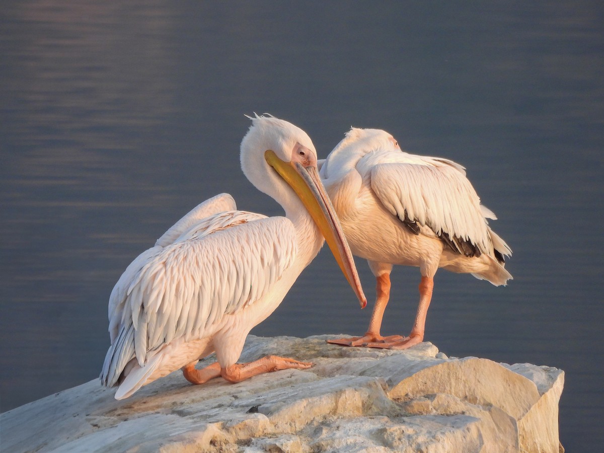 Great White Pelican - ML646515162