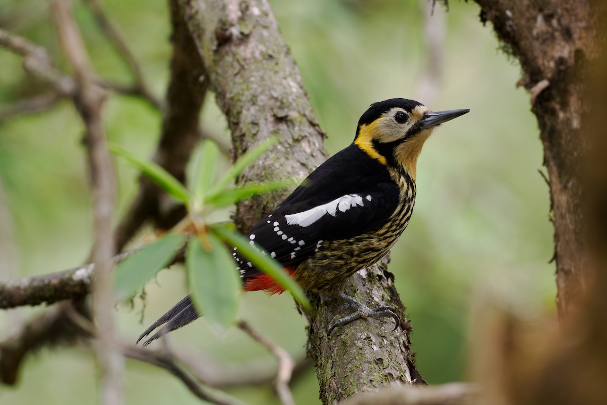 Сиккимский дятел - ML646515163