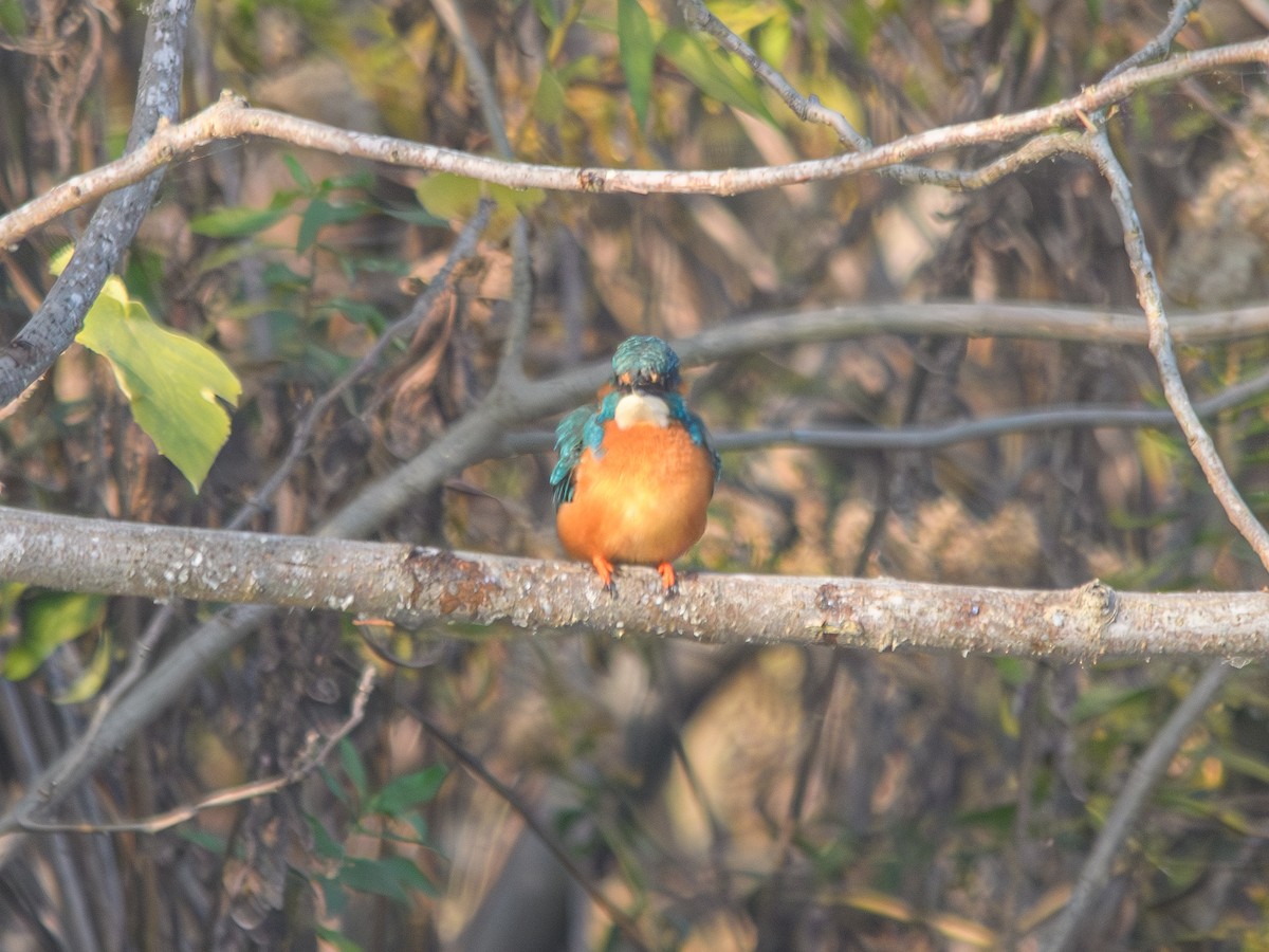 isfugl - ML646515174