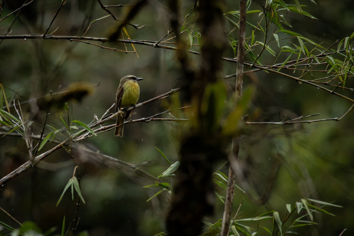 Тиран масковий - ML646515176