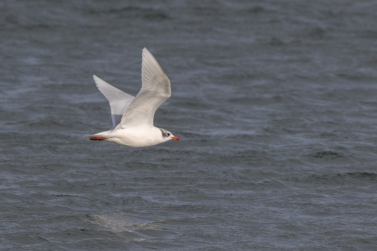 Mediterranean Gull - ML646515178