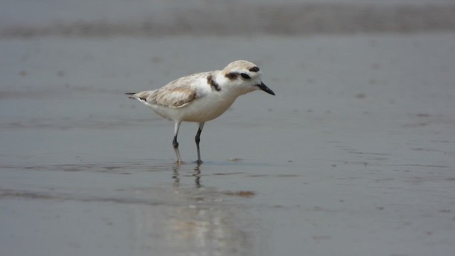 Snowy Plover - ML646515180