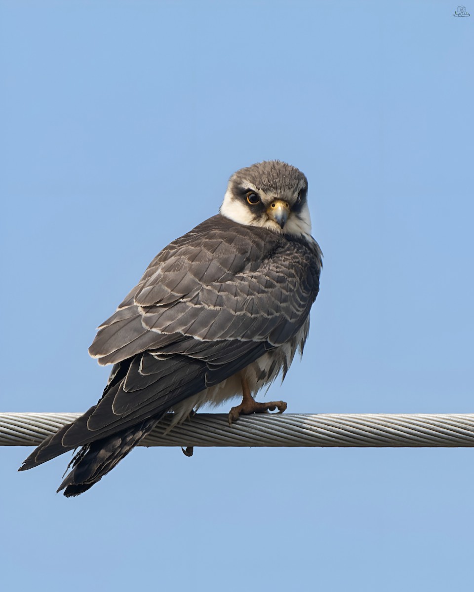 Амарын шонхор - ML646515184