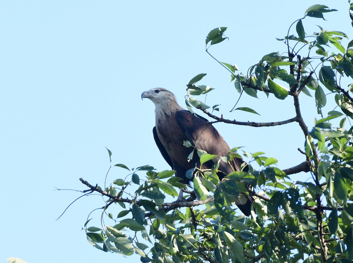 båndhavørn - ML646515189