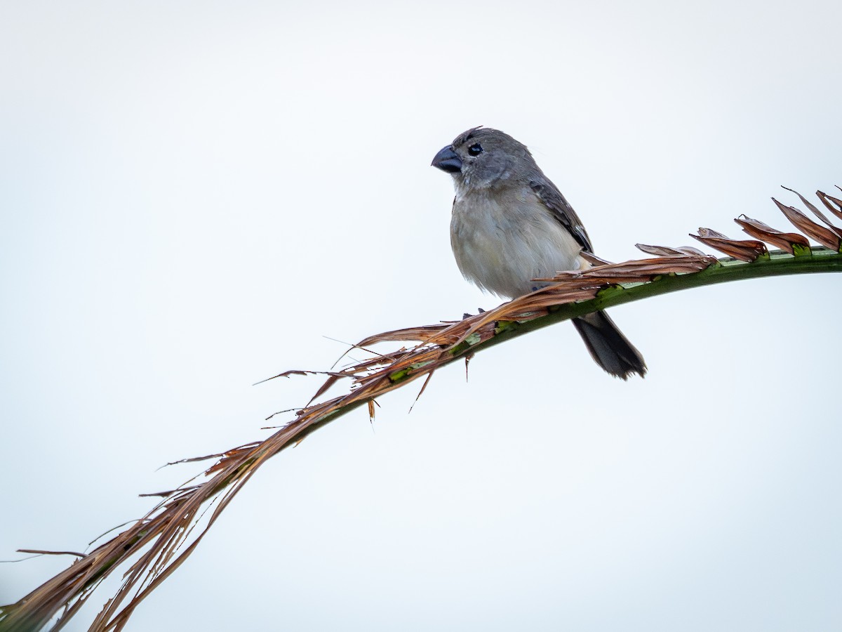 Wing-barred Seedeater - ML646515190