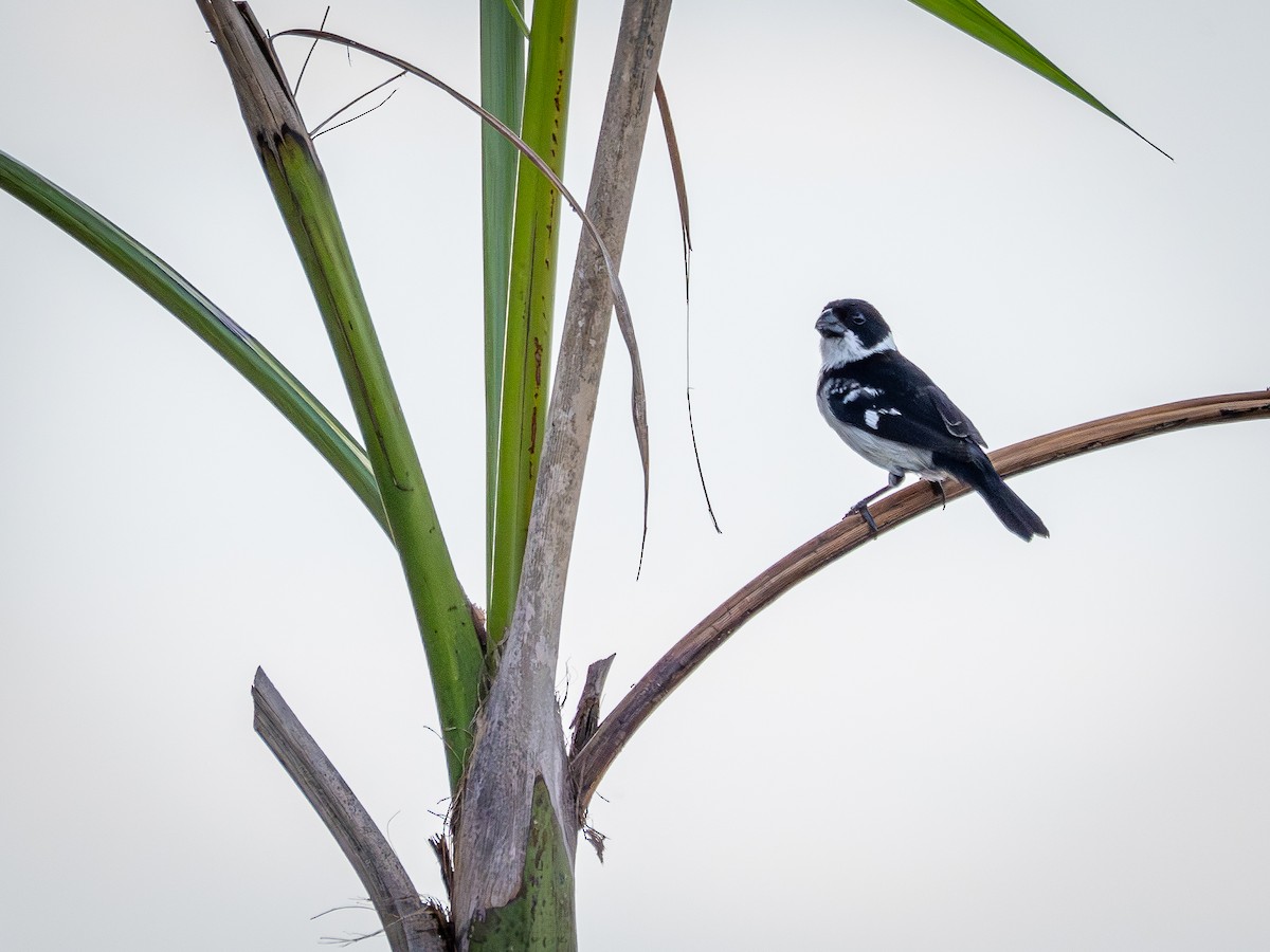 Wing-barred Seedeater - ML646515191