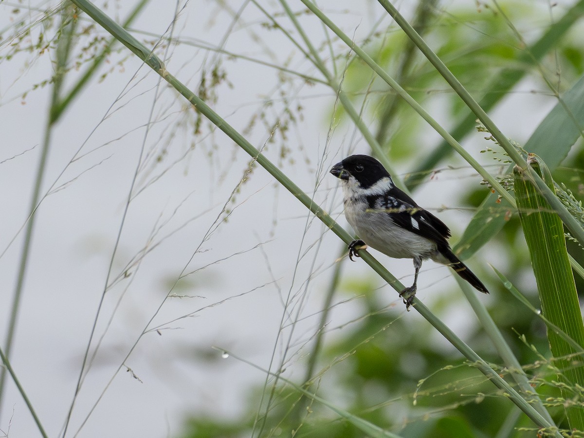 Wing-barred Seedeater - ML646515192