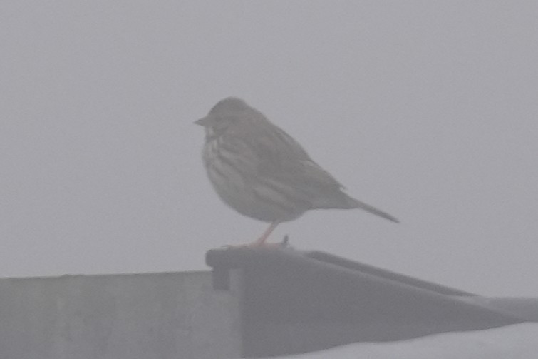 Savannah Sparrow - ML646515193