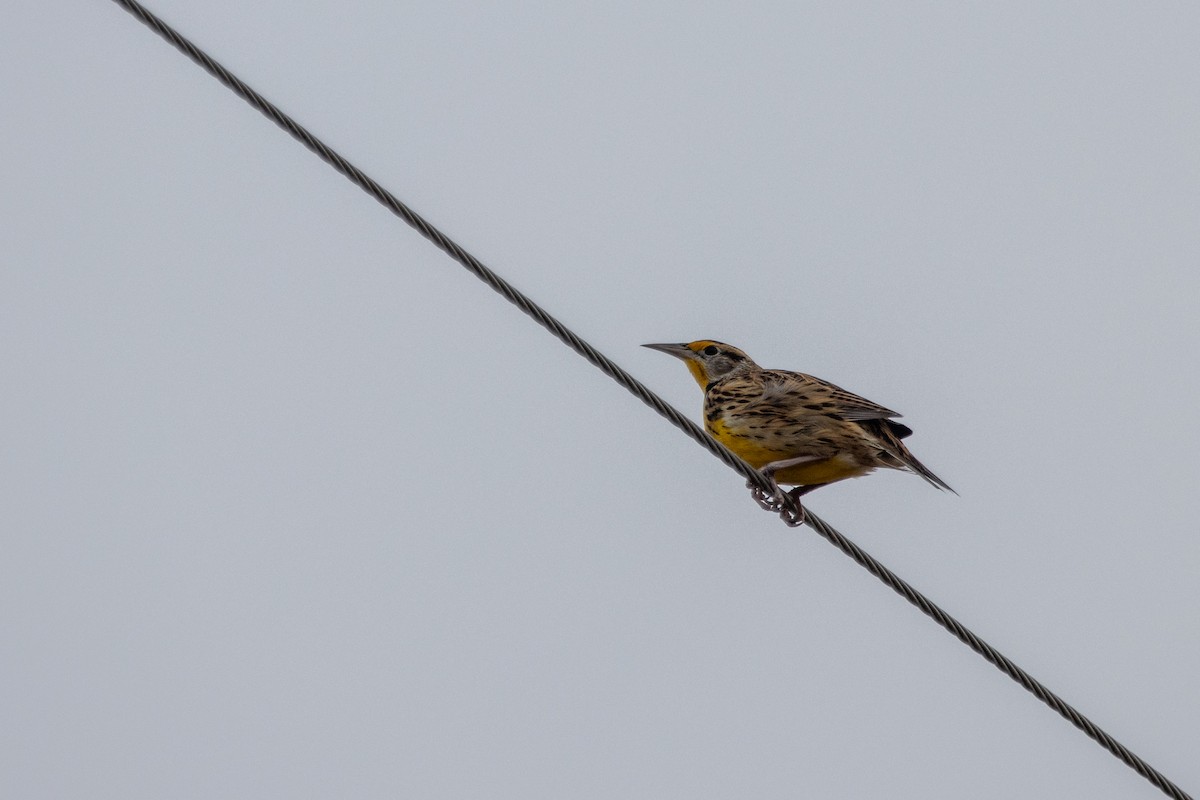 Eastern Meadowlark - ML646515195