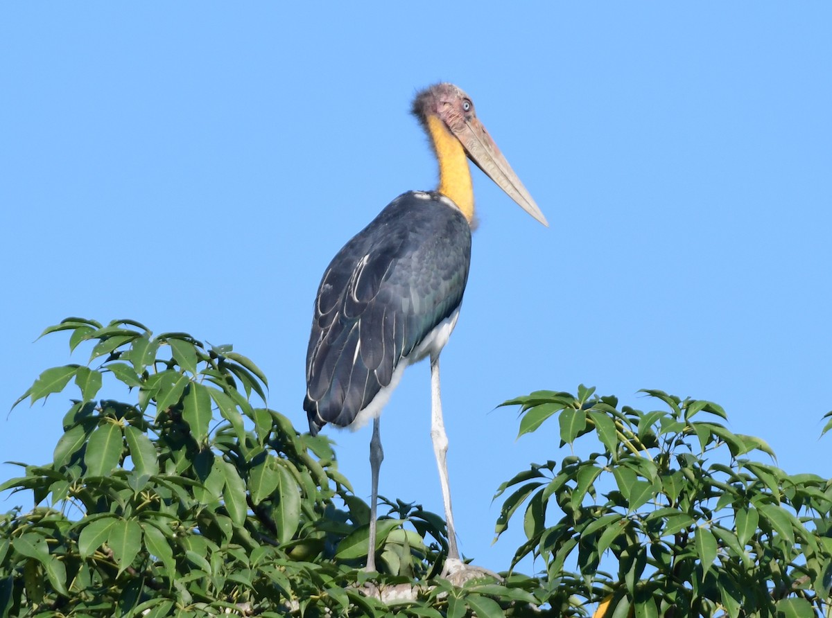 småadjutant - ML646515199