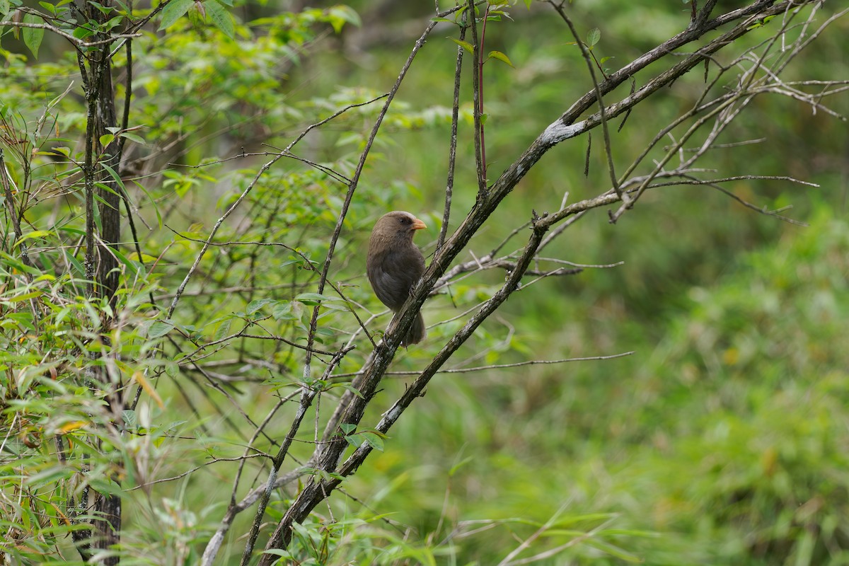 Great Parrotbill - ML646515201
