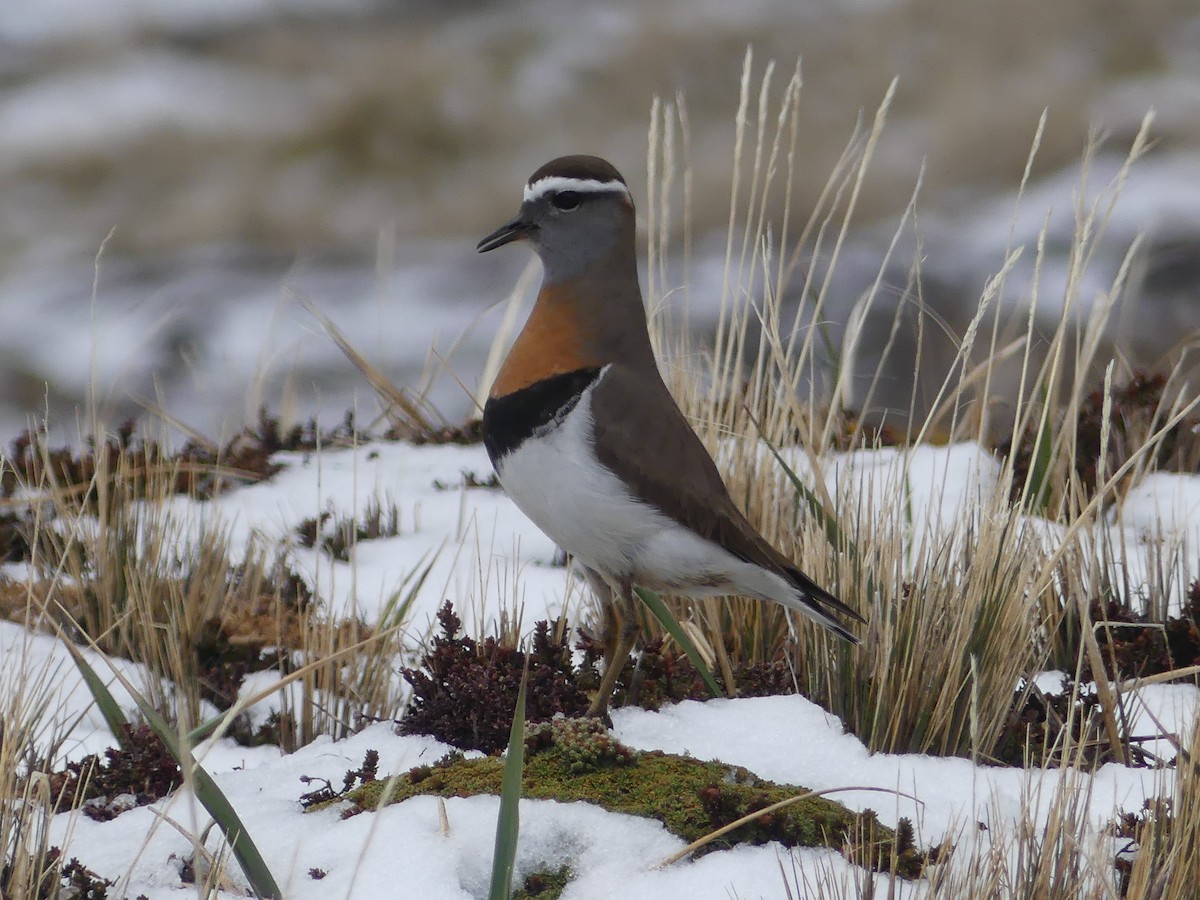 Rufous-chested Dotterel - ML646515206