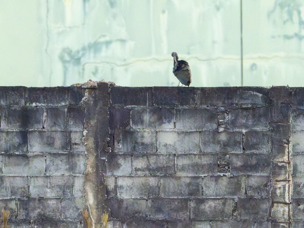 Green Ibis - ML646515207