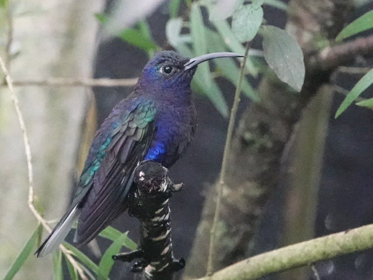 Violet Sabrewing - ML646515209