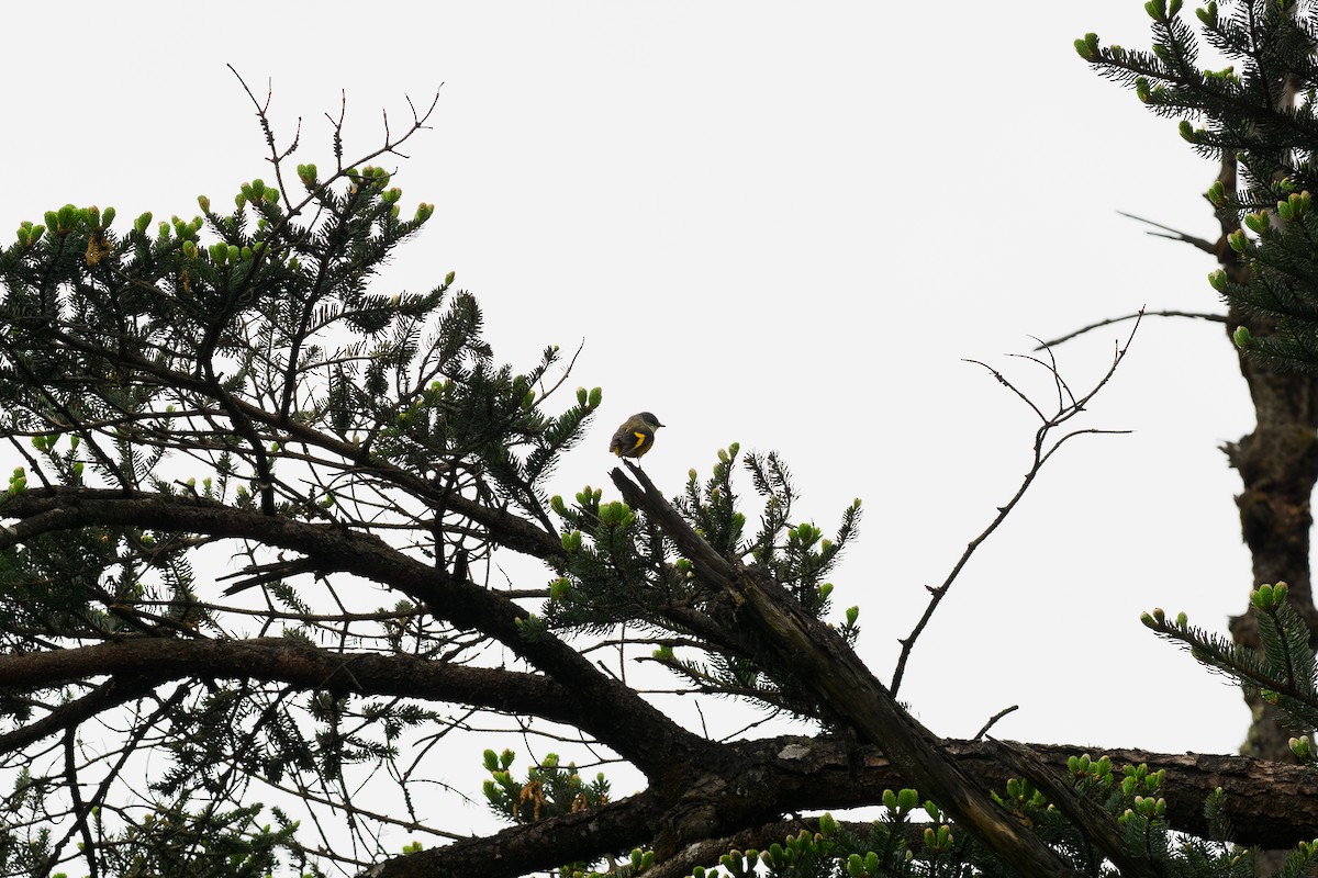 Личинкоїд сірощокий - ML646515210