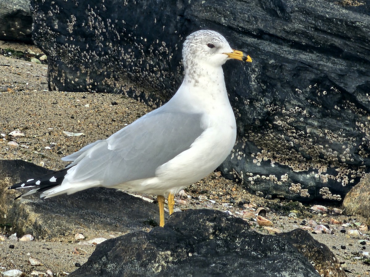 Ring-billed Gull - ML646515211