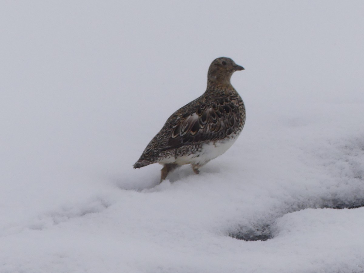 White-bellied Seedsnipe - ML646515216