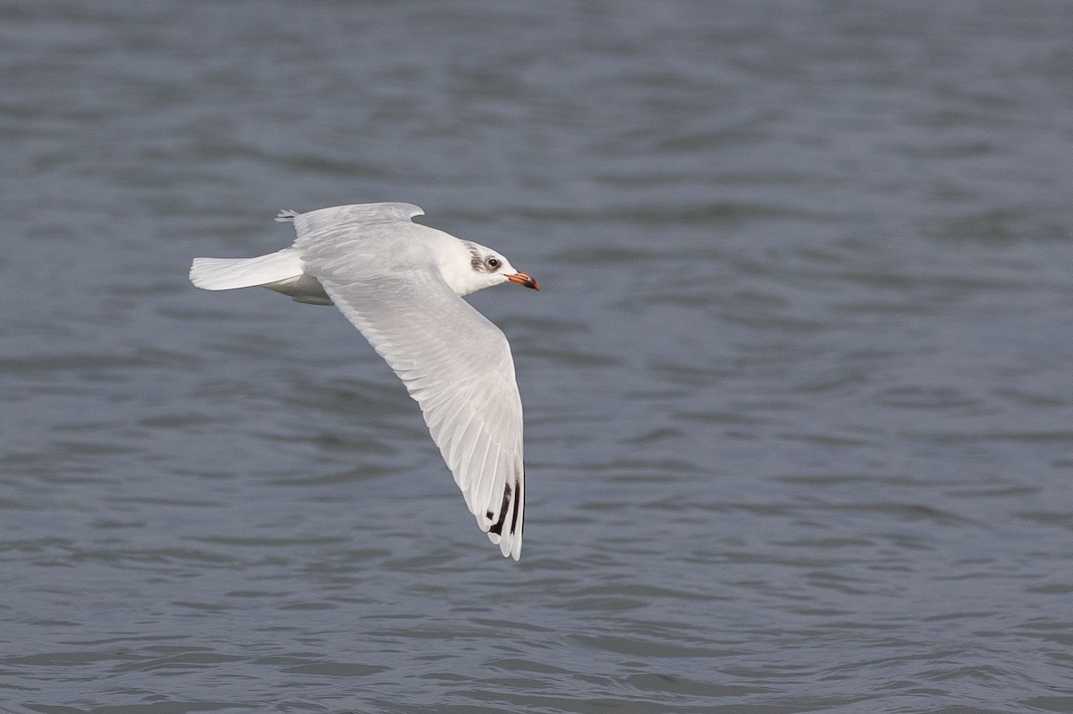 Mediterranean Gull - ML646515220