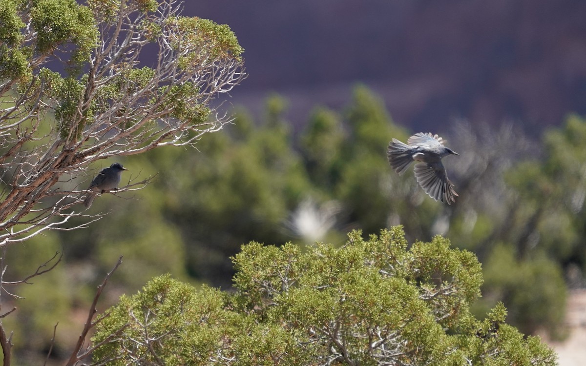 sojka modrá - ML646515222