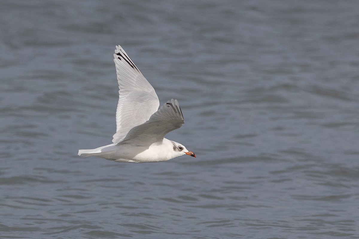 Mediterranean Gull - ML646515223