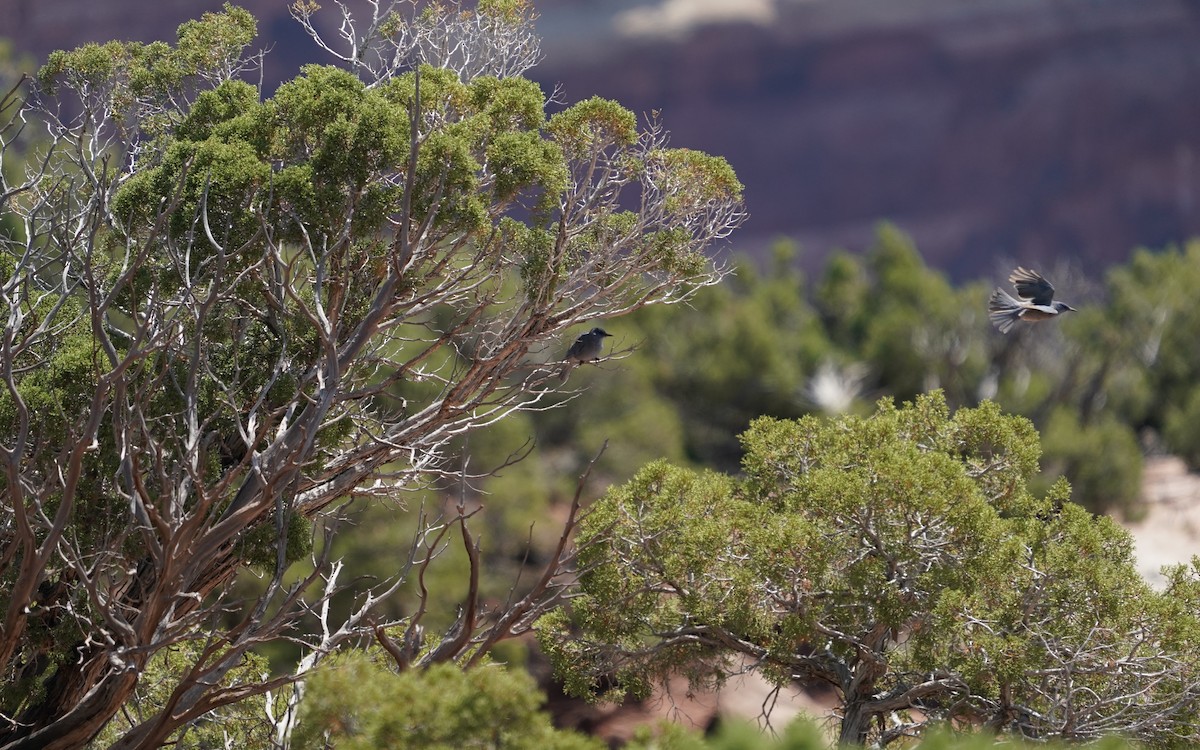 sojka modrá - ML646515224