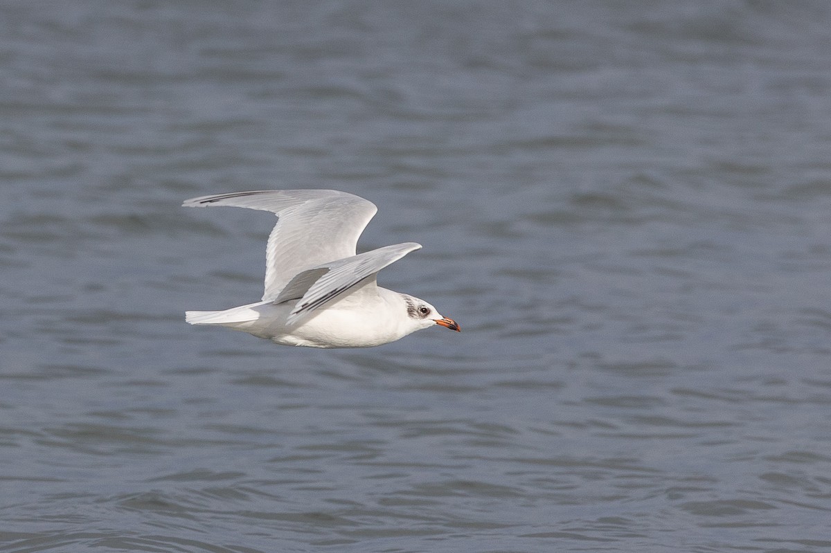 Mediterranean Gull - ML646515225