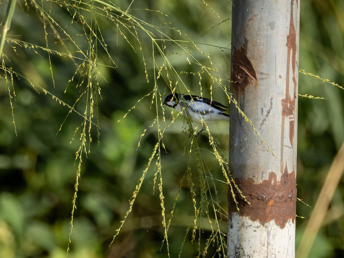 Lined Seedeater - ML646515227