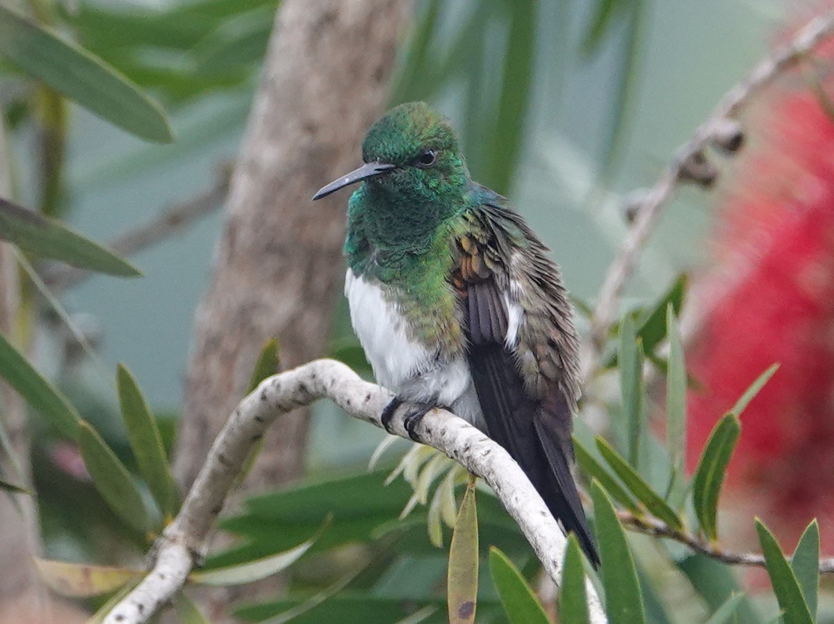Snowy-bellied Hummingbird - ML646515228