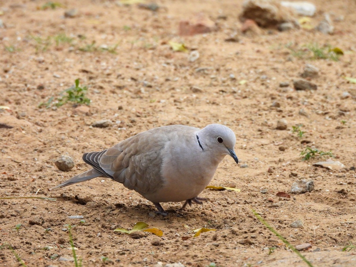 tyrkerdue - ML646515229