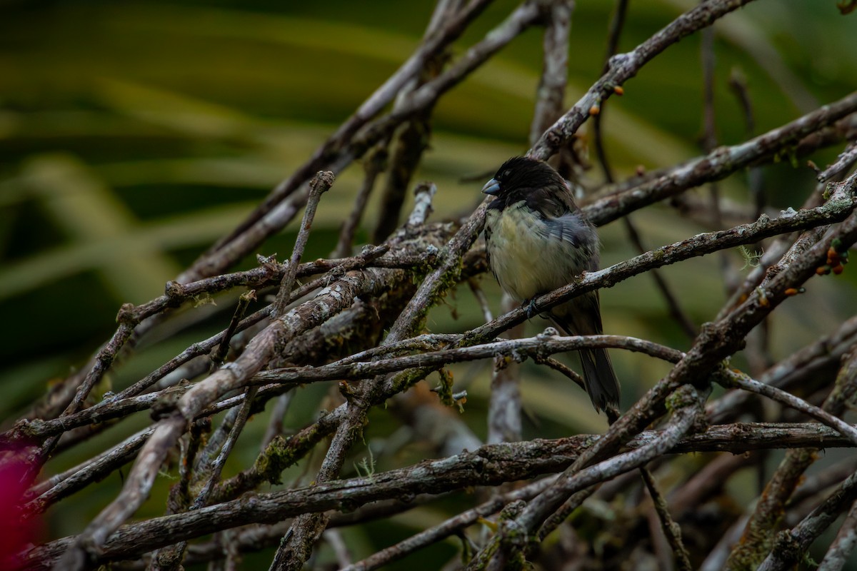 Зерноїд чорнощокий - ML646515231