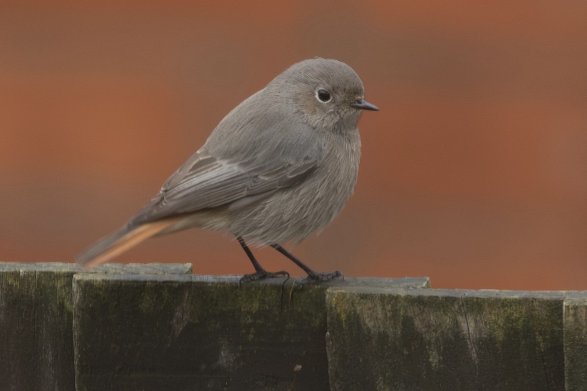 Black Redstart - ML646515236