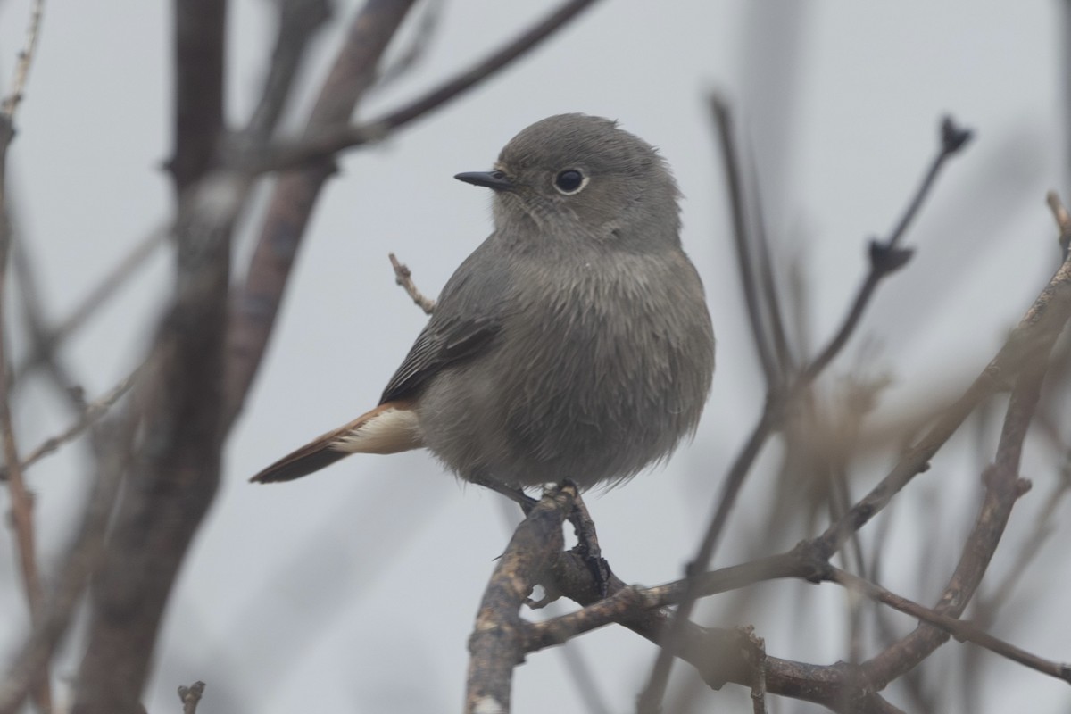 Black Redstart - ML646515237