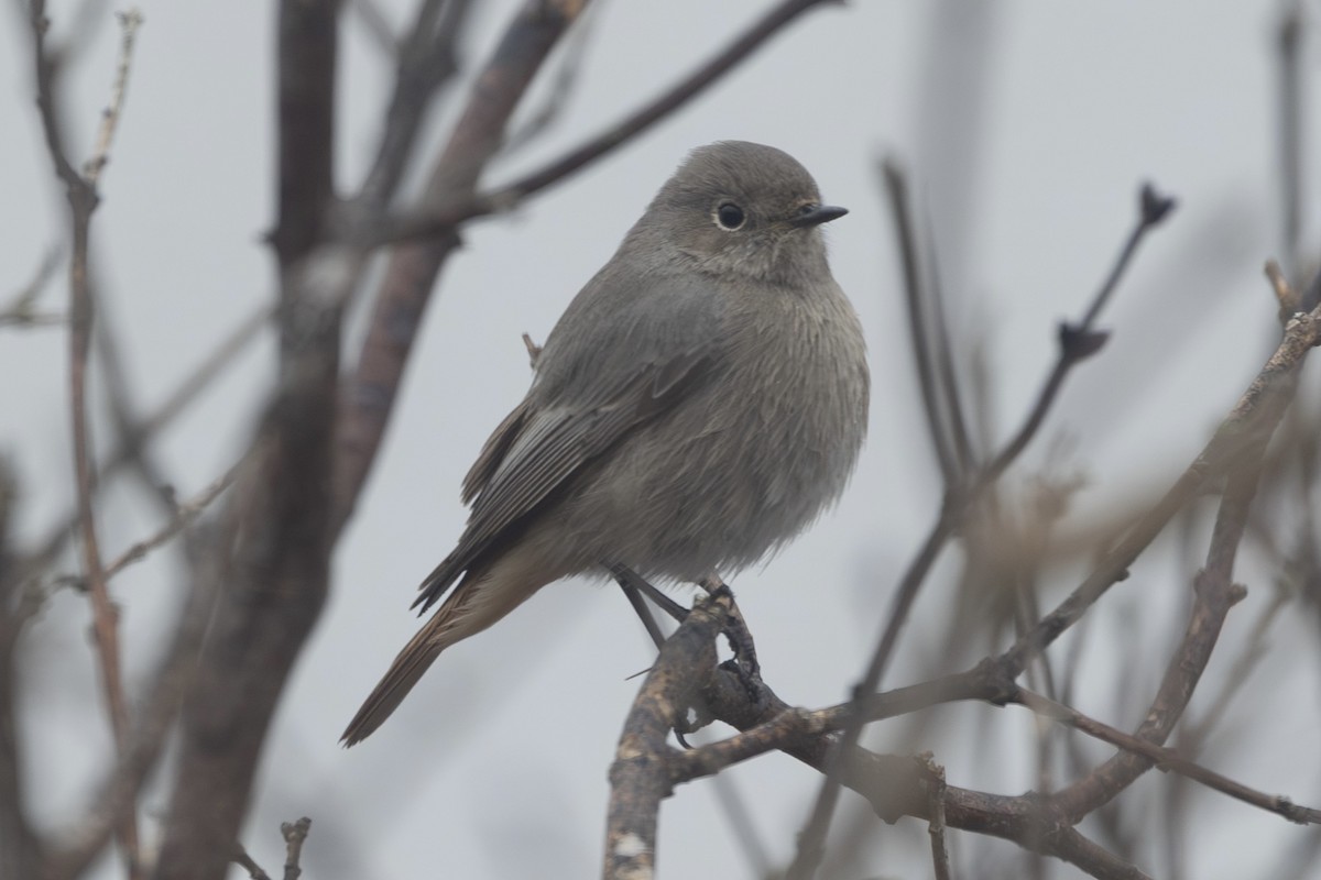Black Redstart - ML646515238