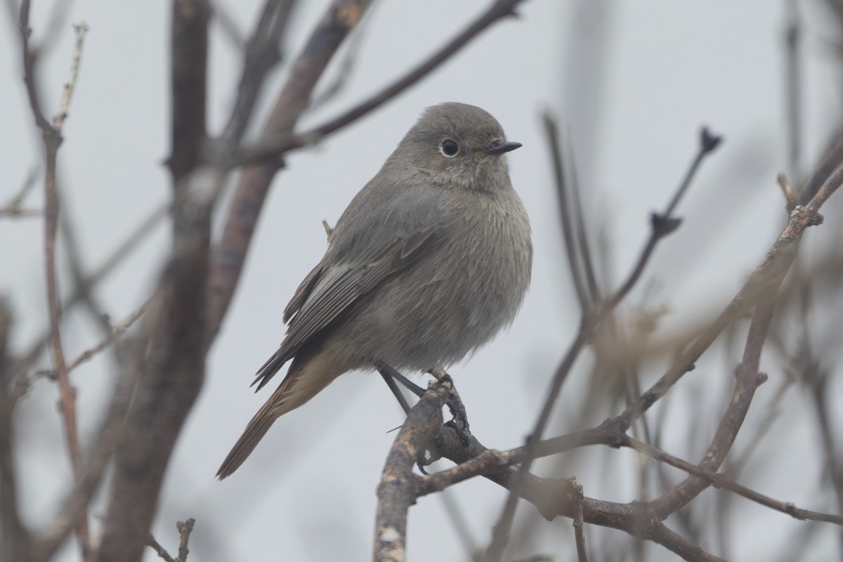Black Redstart - ML646515239