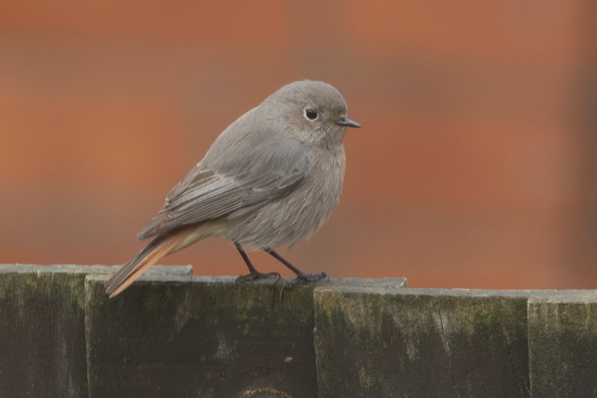 Black Redstart - ML646515240