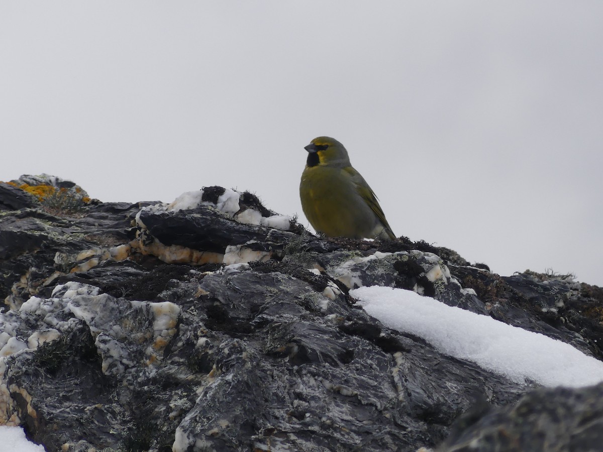 Yellow-bridled Finch - ML646515241