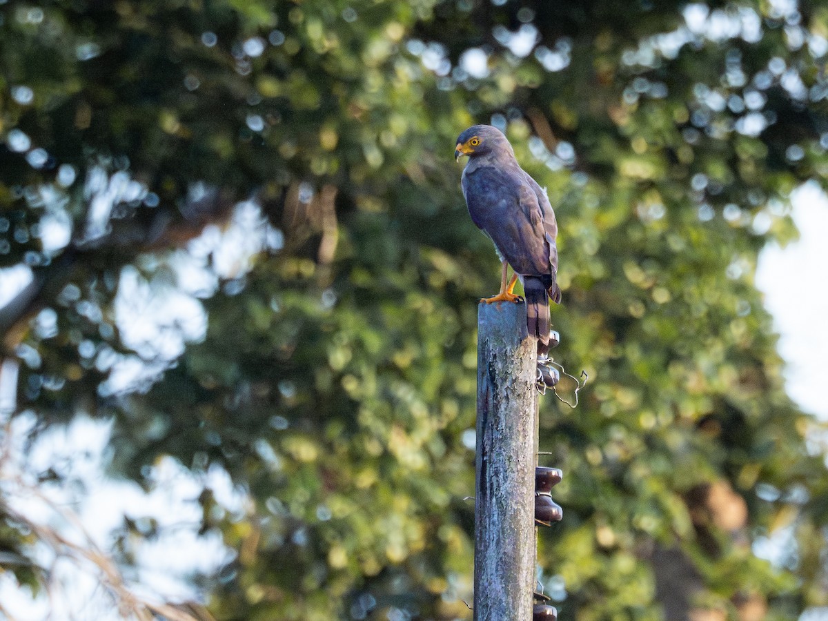 Roadside Hawk - ML646515248