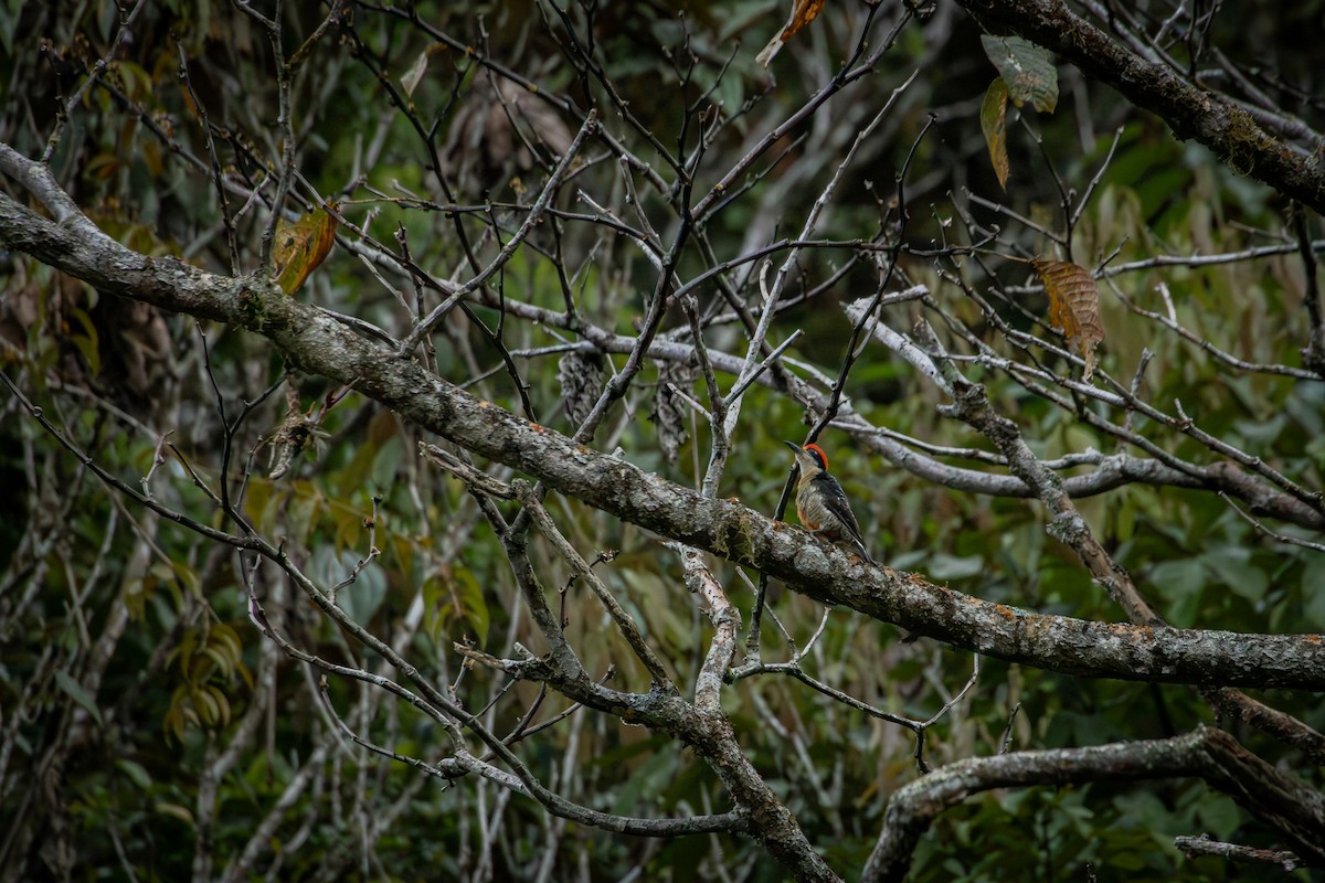 datel černolící - ML646515250