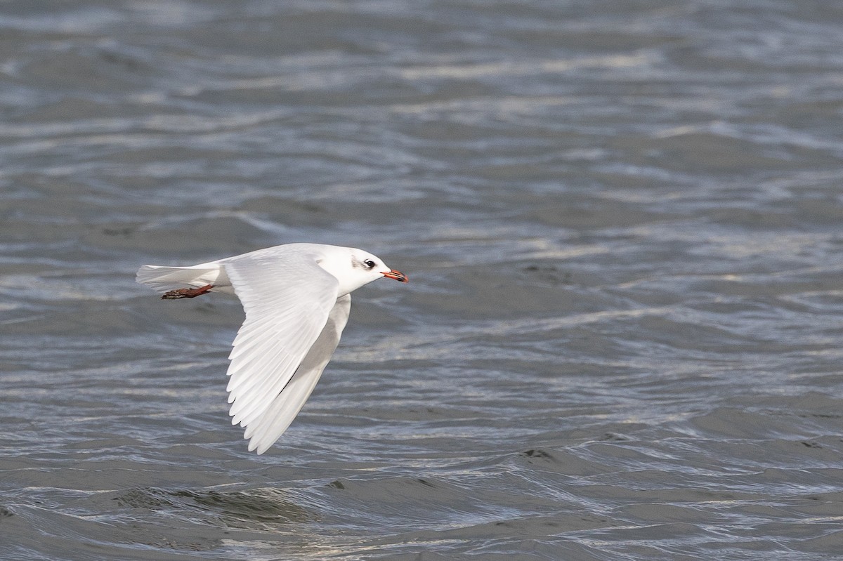 Mediterranean Gull - ML646515251