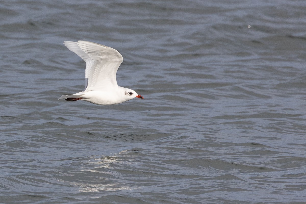 Mediterranean Gull - ML646515252