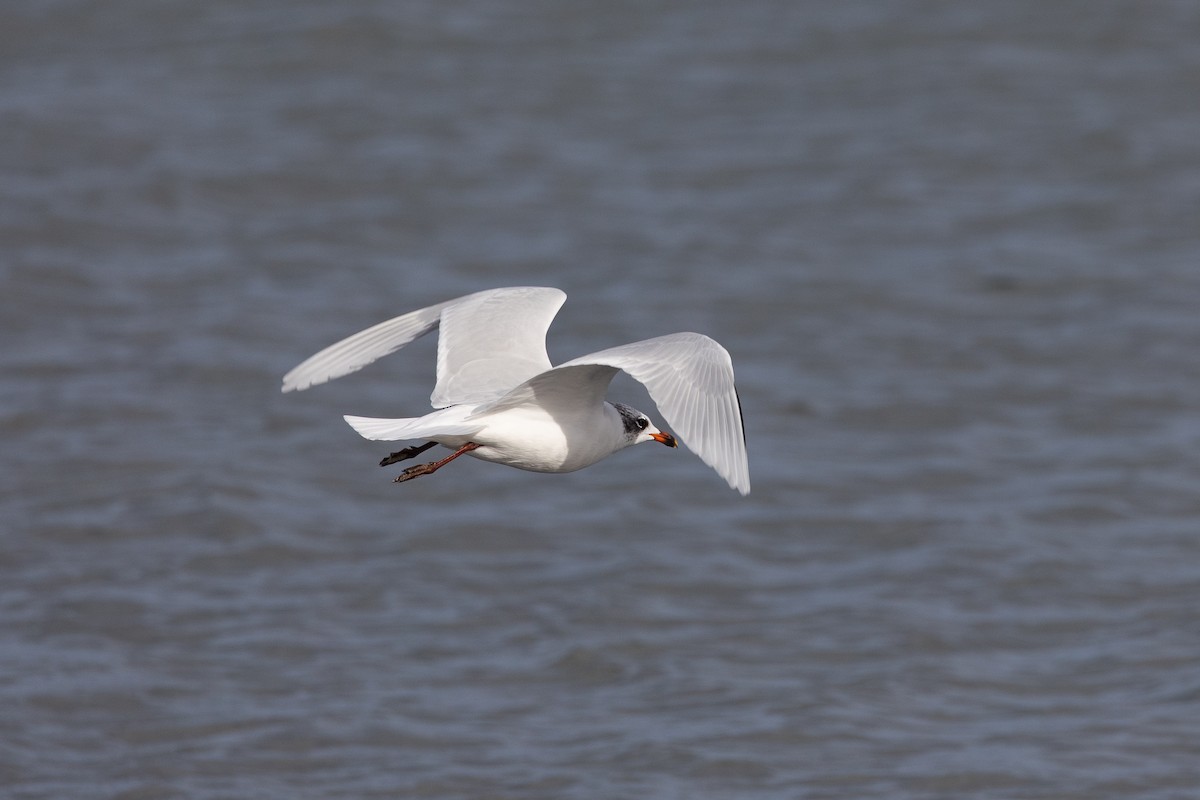 Mediterranean Gull - ML646515253