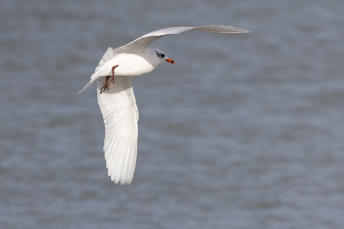 Mediterranean Gull - ML646515254