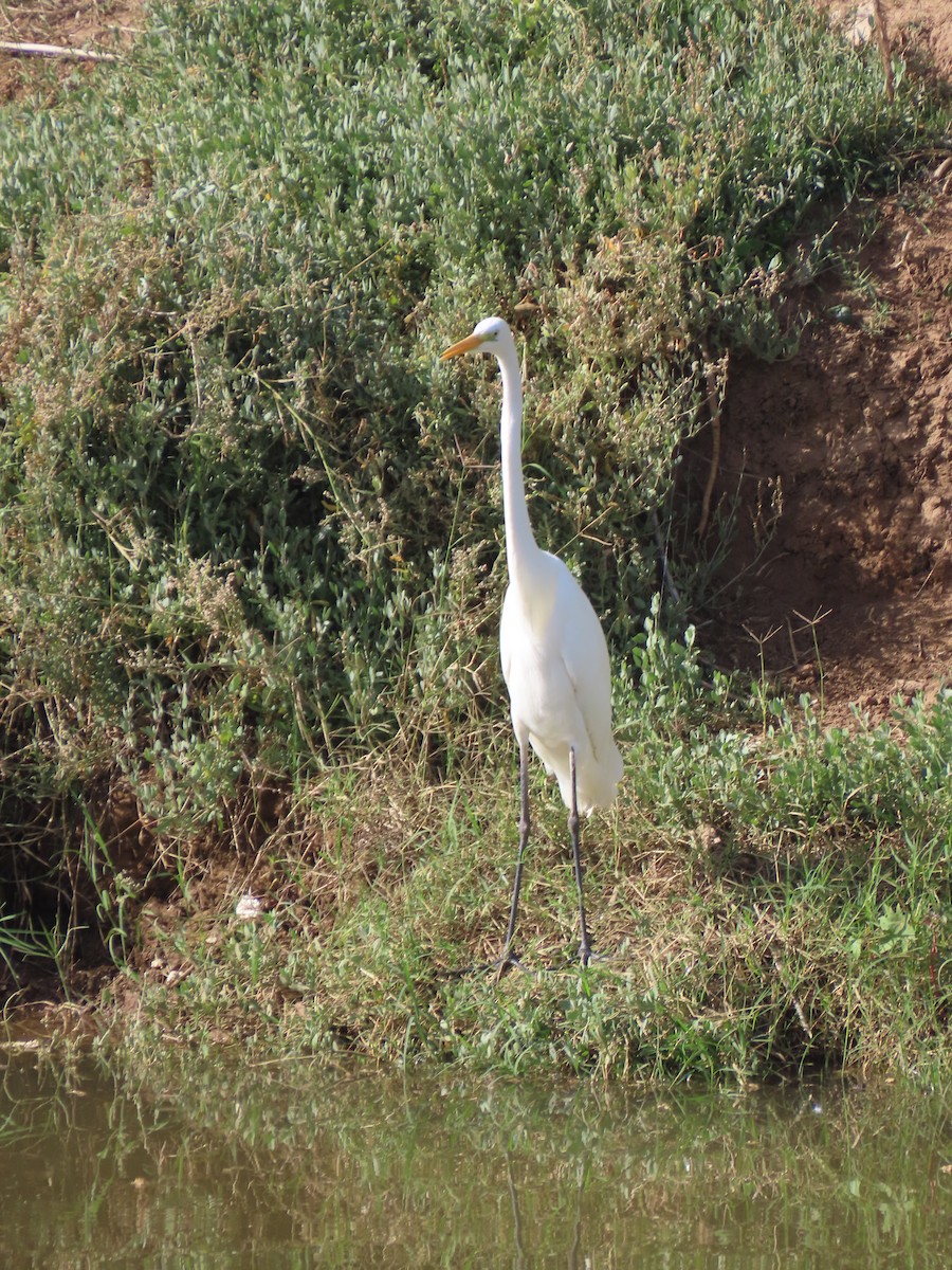 大白鷺 - ML646515266