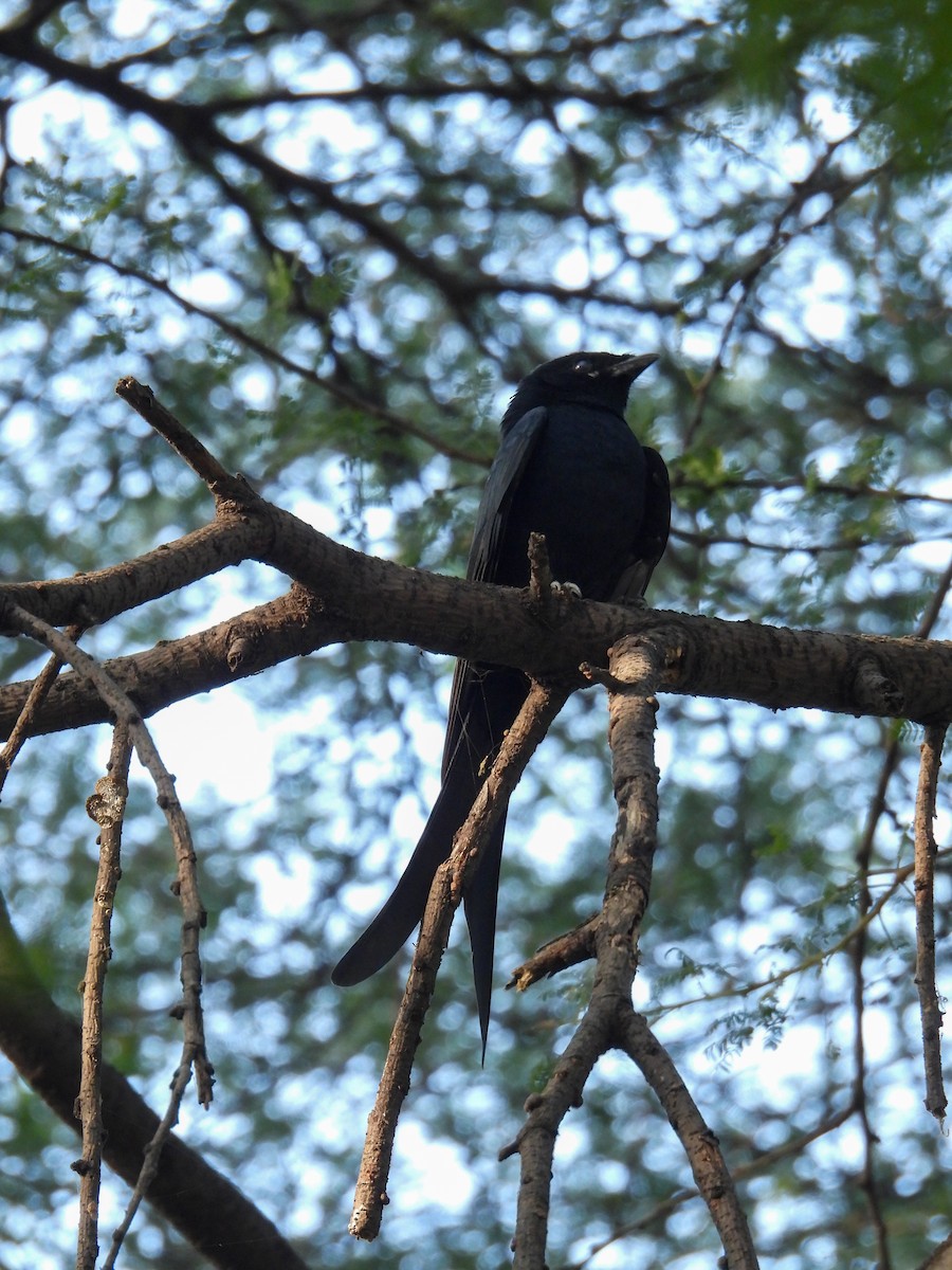 Black Drongo - ML646515267